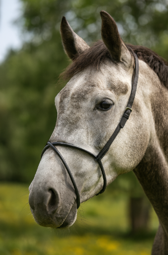 EquestPRO Rubber Cross Over Noseband