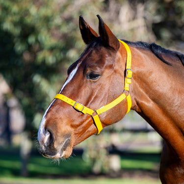 Eureka - Buckle Halter
