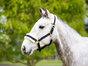 Eureka - Fleece Backed Headstall