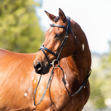 Cavalier Anatomical Leather Bridle - Black - Cob