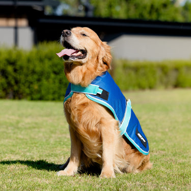 EquestPro Blue Bolt Dog Rug