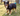 NULLARBOR OILSKIN FLEECE DOG COAT