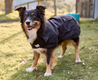 NULLARBOR OILSKIN COTTON LINED DOG COAT