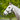 EquestPRO PVC Overlay Halter