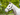 Eureka - Fleece Backed Headstall