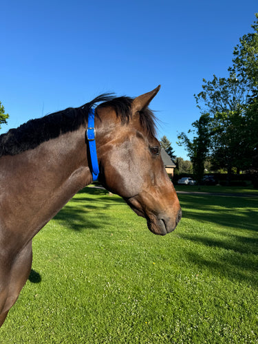 EquestPRO PVC Broodmare ID Collar