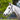 EP PVC Bridle